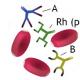 Методы определения группы крови Определение групп крови системе резус